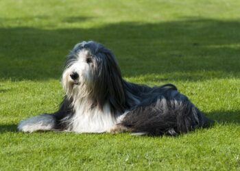 Pawsitive Progress: Discovering Therapy Dog Training Near You