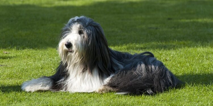 Pawsitive Progress: Discovering Therapy Dog Training Near You