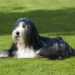 Pawsitive Progress: Discovering Therapy Dog Training Near You