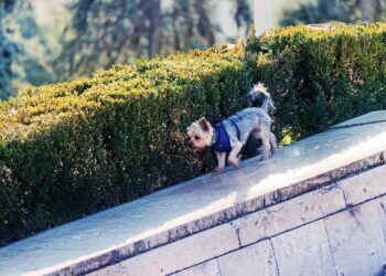 Fashion Forward Pups: The Ultimate Guide to Stylish Dog Coats