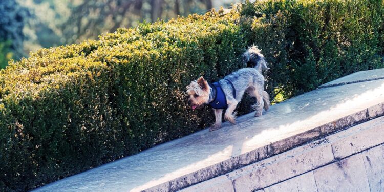 Fashion Forward Pups: The Ultimate Guide to Stylish Dog Coats