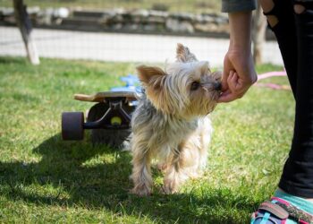 Mastering Canine Aggression: Find Expert Training Near You