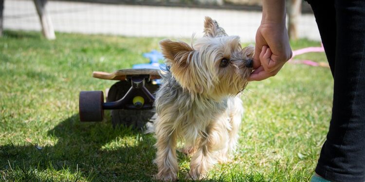 Mastering Canine Aggression: Find Expert Training Near You