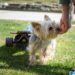 Mastering Canine Aggression: Find Expert Training Near You