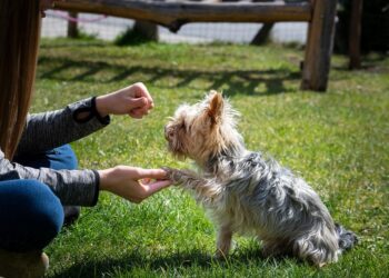 Mastering the Mind of Man’s Best Friend: A Guide to Effective Dog Behavior Training