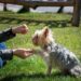 Mastering the Mind of Man’s Best Friend: A Guide to Effective Dog Behavior Training