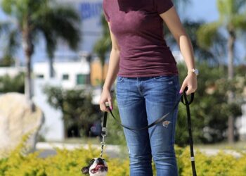 Taming the Beast: Expert Dog Aggression Training Near You