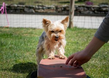 Decoding the Canine Mind: Understanding and Influencing Dog Behavior