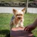 Decoding the Canine Mind: Understanding and Influencing Dog Behavior