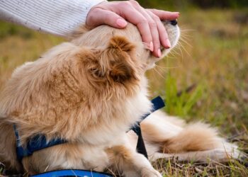 The Charm of Tiny Tails: Exploring the World of Small Dog Breeds