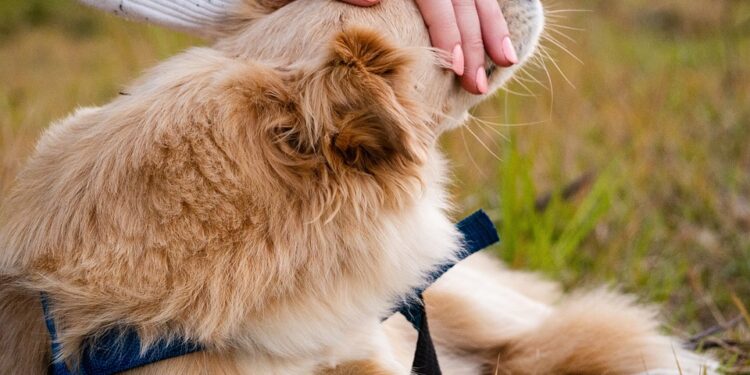 The Charm of Tiny Tails: Exploring the World of Small Dog Breeds