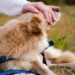 The Charm of Tiny Tails: Exploring the World of Small Dog Breeds