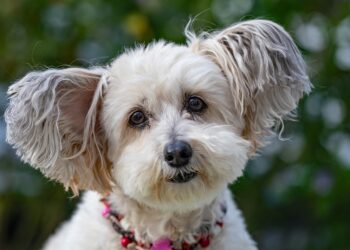 Top Apartment-Friendly Dogs: Non-Shedding Breeds for a Clean and Cozy Home