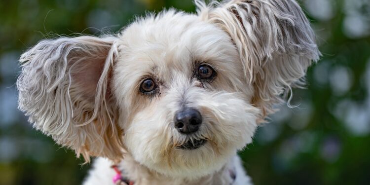 Top Apartment-Friendly Dogs: Non-Shedding Breeds for a Clean and Cozy Home
