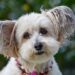 Top Apartment-Friendly Dogs: Non-Shedding Breeds for a Clean and Cozy Home