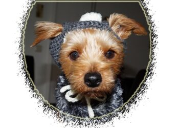 Warm and Stylish: The Ultimate Guide to Dog Coats for Every Pup