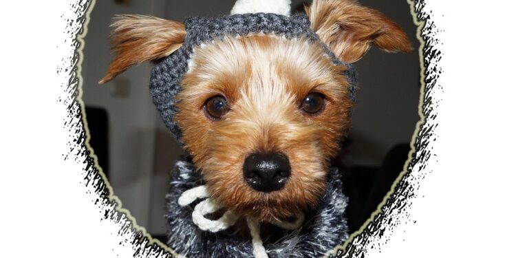Warm and Stylish: The Ultimate Guide to Dog Coats for Every Pup