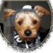 Warm and Stylish: The Ultimate Guide to Dog Coats for Every Pup