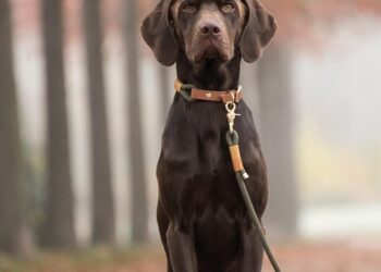 Unleashing the Power of Pack Leadership: Understanding and Mastering Dog Leading Dog Dynamics