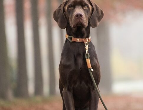 Unleashing the Power of Pack Leadership: Understanding and Mastering Dog Leading Dog Dynamics