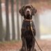 Unleashing the Power of Pack Leadership: Understanding and Mastering Dog Leading Dog Dynamics