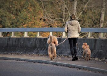 Unleashing the Bond: A Guide to Building a Strong Relationship with Your Dog and Lead Training