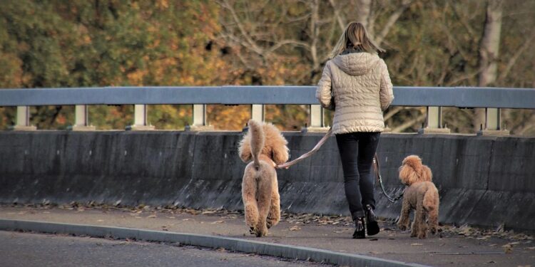 Unleashing the Bond: A Guide to Building a Strong Relationship with Your Dog and Lead Training