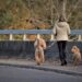 Unleashing the Bond: A Guide to Building a Strong Relationship with Your Dog and Lead Training