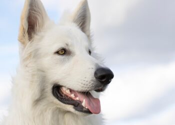 The Top 5 Medium-Sized Breeds Perfect for Apartment Living