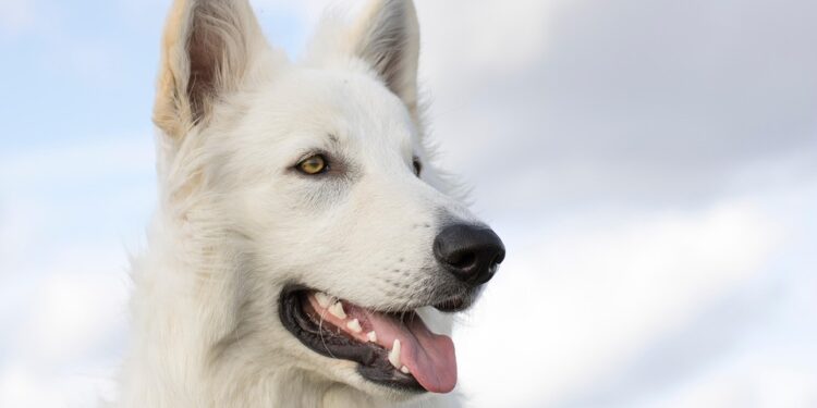 The Top 5 Medium-Sized Breeds Perfect for Apartment Living