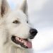 The Top 5 Medium-Sized Breeds Perfect for Apartment Living