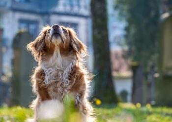 Curly-Tailed Canines: Discover the Charm of Medium-Sized Dog Breeds