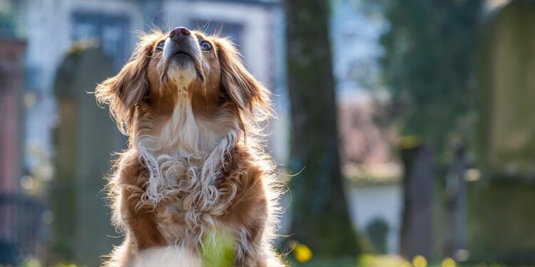 Curly-Tailed Canines: Discover the Charm of Medium-Sized Dog Breeds