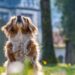 Curly-Tailed Canines: Discover the Charm of Medium-Sized Dog Breeds