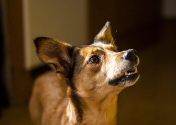 Pawsitively Perfect: Finding the Best Dog Training Schools Near You