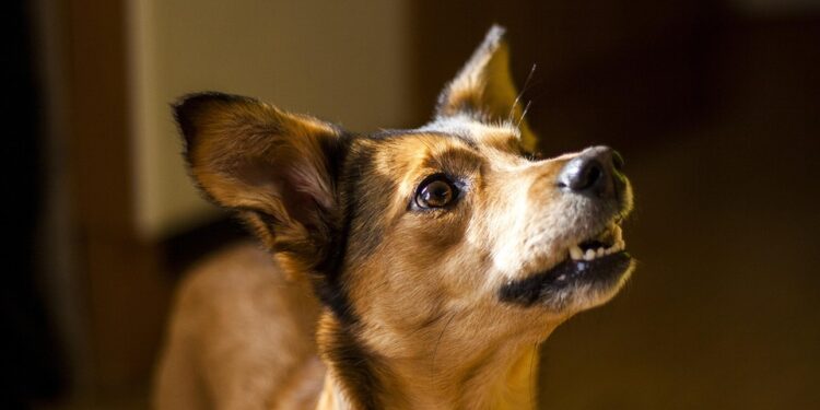 Pawsitively Perfect: Finding the Best Dog Training Schools Near You