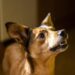 Pawsitively Perfect: Finding the Best Dog Training Schools Near You