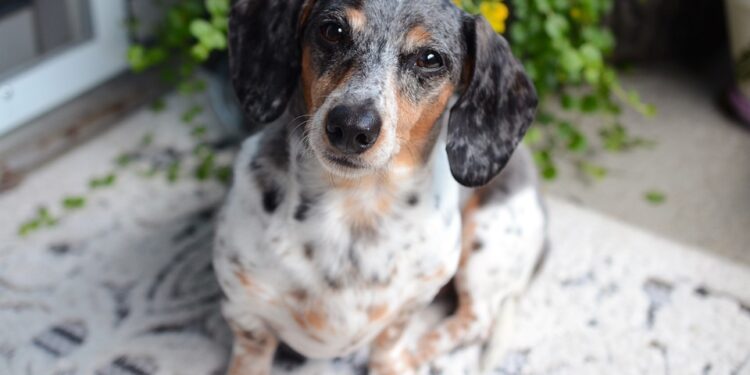 Top 10 Family-Friendly Dog Breeds: Finding the Perfect Companion for Your Household