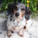 Top 10 Family-Friendly Dog Breeds: Finding the Perfect Companion for Your Household
