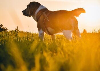 Curly Tailed Beauties: The Top Medium-Sized Dog Breeds with Signature Curls