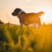 Curly Tailed Beauties: The Top Medium-Sized Dog Breeds with Signature Curls