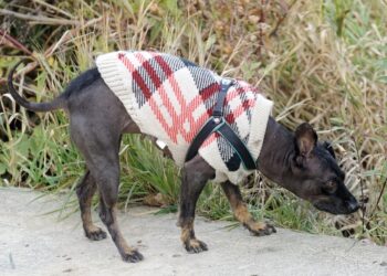 Pint-sized Pup Fashion: Stylish Wardrobe Picks for Small Dogs