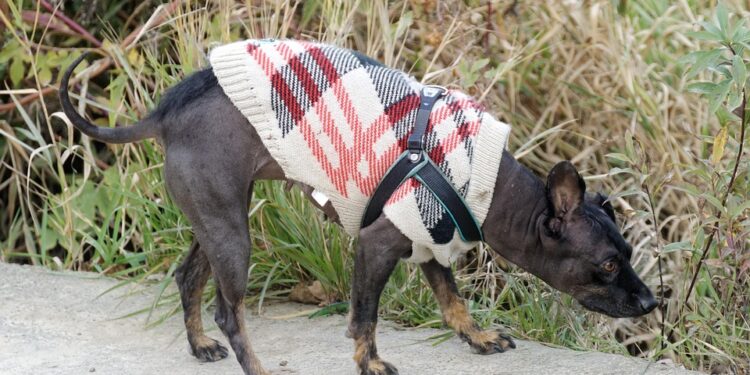 Pint-sized Pup Fashion: Stylish Wardrobe Picks for Small Dogs