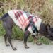 Pint-sized Pup Fashion: Stylish Wardrobe Picks for Small Dogs