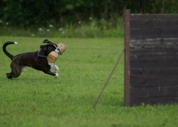 Affordable Pup Prep: Training Your Dog Without Breaking the Bank