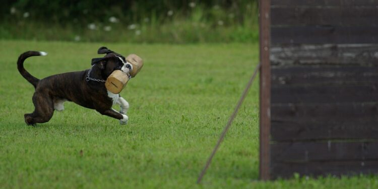 Affordable Pup Prep: Training Your Dog Without Breaking the Bank