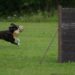 Affordable Pup Prep: Training Your Dog Without Breaking the Bank