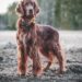 Unleashing Harmony: A Guide to Resolving Common Dog Behavior Issues