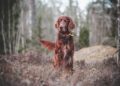 The Surprising Side Effects: How Vaccines Can Impact Your Dog’s Behavior