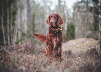 The Surprising Side Effects: How Vaccines Can Impact Your Dog’s Behavior